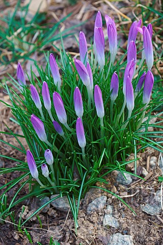 Crocus_Early_crocus_Crocus_tomassinianus_Mass_of_purple_coloured_flowers_growing_outdoor
