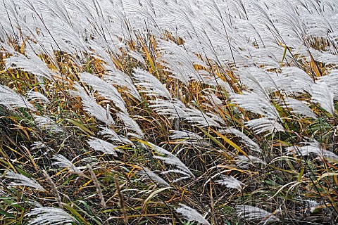 Amur_silver_grass_Miscanthus_sacchariflorus_Silver_coloured_grasses_growing_outdoor