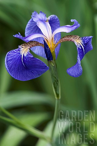 Bristlepointed_iris_Iris_setosa_Blue_coloured_flower_growing_outdoor