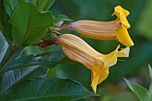Bush Allamanda, Allamanda schottii, Yellow trumpet shaped flowers growing outdoor.