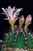 Cactus, Moon cactus, Gymnocalicium mihanovichii, Emerging mauve coloured flowers.
