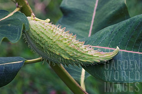 Common_milkweed_Asclepias_syriaca_Green_hairy_seed_pod_growing_outdoor_on_the_plant