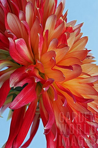 Dahlia_Orange_coloured_flower_growing_outdoor