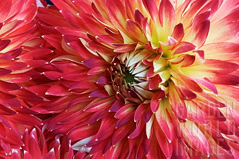 Dahlia_Multi_coloured_flower_growing_outdoor