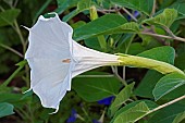 Devils trumpet, Datura metel, White trumpet shaped flower growing outdoor.