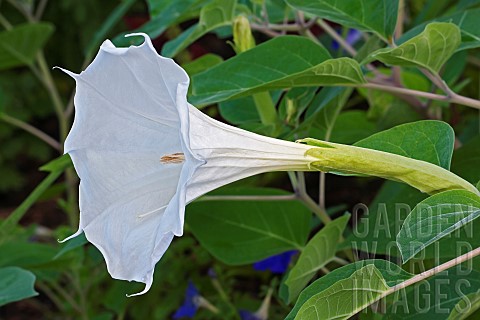 Devils_trumpet_Datura_metel_White_trumpet_shaped_flower_growing_outdoor