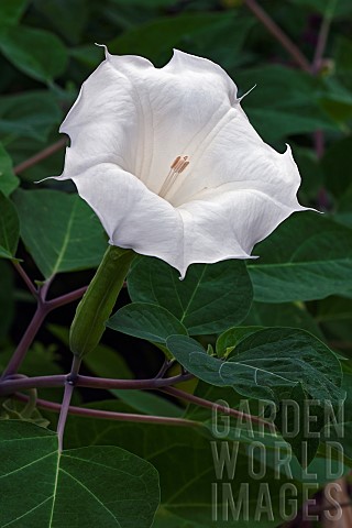 Devils_trumpet_Datura_metel_White_trumpet_shaped_flower_growing_outdoor