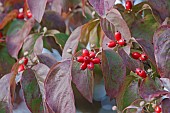 Dogwood, Flowering Dogwood, Cornus florida, Mass of small red coloured berries growing outdoor.