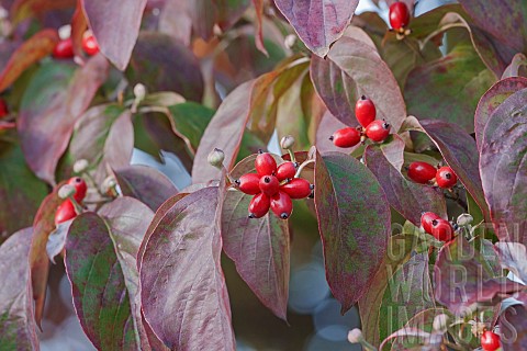 Dogwood_Flowering_Dogwood_Cornus_florida_Mass_of_small_red_coloured_berries_growing_outdoor