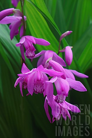 Hyacinth_orchid_Bletilla_striata_Pink_coloured_flowers_growing_outdoor