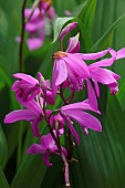 Hyacinth orchid, Bletilla striata, Pink coloured flowers growing outdoor.