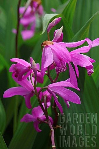 Hyacinth_orchid_Bletilla_striata_Pink_coloured_flowers_growing_outdoor