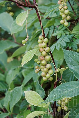 Magnoliavine_Schisandra_chinensis_Green_berries_growing_outdoor_on_the_plant
