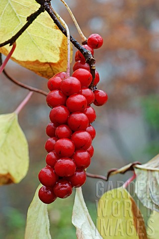 Magnoliavine_Schisandra_chinensis_Red_berries_growing_outdoor_on_the_plant