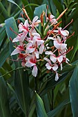 Ginbger lily, Orange gingerlily,Hedychium coccineum, Pink coloured flowers growing outdoor.