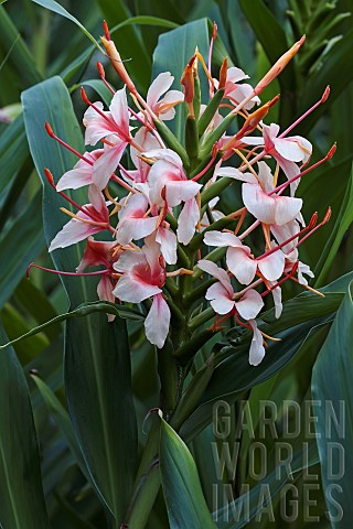 Ginbger_lily_Orange_gingerlilyHedychium_coccineum_Pink_coloured_flowers_growing_outdoor
