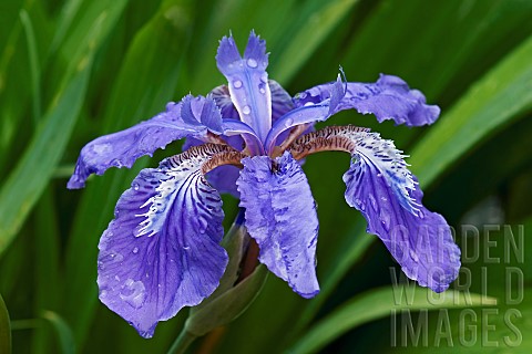 Japanese_roof_iris_Iris_tectorum_Blue_coloured_flower_growing_outdoor
