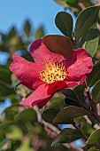 Sasangua camellia, Camellia sasangua, Single red coloured flower growing outdoor.