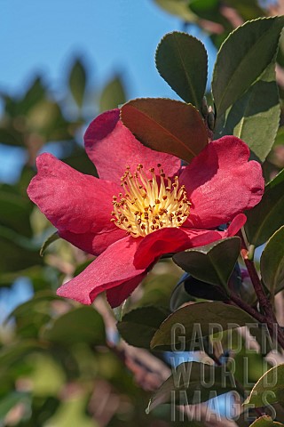 Sasangua_camellia_Camellia_sasangua_Single_red_coloured_flower_growing_outdoor