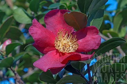 Sasangua_camellia_Camellia_sasangua_Single_red_coloured_flower_growing_outdoor