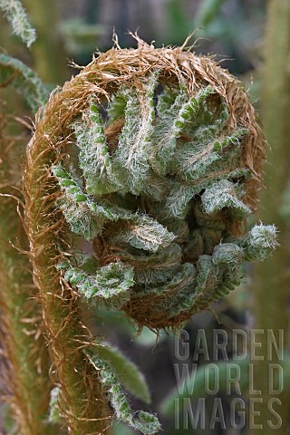 Thick_stemmed_wood_fern_Dryopteris_crassirhizoma_Close_up_detail_of_the_frond_unfurling
