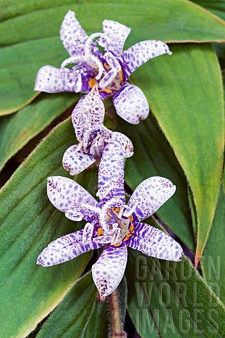 Toad_lily_Tricyrtis_hirta_Mauve_coloured_flowers_growing_outdoor