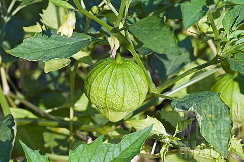 Tomatillo_Physalis_philadelphica_Green_fruit_growing_outdoor_on_the_plant