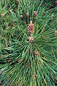 Pine, Ponderosa pine, Pinus ponderosa, Detail showing spiky nature of the tree.
