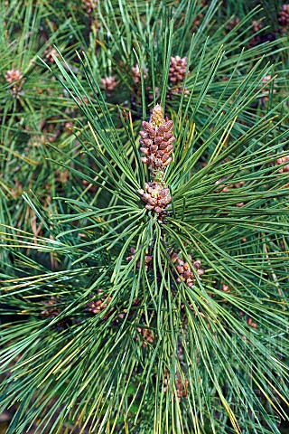Pine_Ponderosa_pine_Pinus_ponderosa_Detail_showing_spiky_nature_of_the_tree