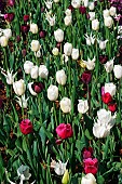 Tulip, Tulipa x gesneriana, also known as Didiers Tulip and Garden Tulip, Mass of multi coloured flowers growing outdoor.