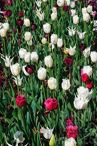 Tulip_Tulipa_x_gesneriana_also_known_as_Didiers_Tulip_and_Garden_Tulip_Mass_of_multi_coloured_flower