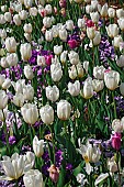 Tulip, Tulipa x gesneriana, also known as Didiers Tulip and Garden Tulip, Mass of multi coloured flowers growing outdoor.
