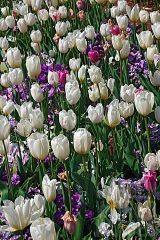Tulip_Tulipa_x_gesneriana_also_known_as_Didiers_Tulip_and_Garden_Tulip_Mass_of_multi_coloured_flower