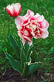 Tulip, Tulipa x gesneriana, also known as Didiers Tulip and Garden Tulip, Close up of pink coloured flowers growing outdoor.