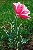 Tulip, Tulipa x gesneriana, also known as Didiers Tulip and Garden Tulip, Close up of pink coloured flower growing outdoor.