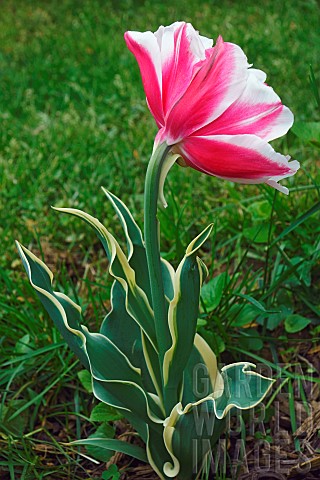 Tulip_Tulipa_x_gesneriana_also_known_as_Didiers_Tulip_and_Garden_Tulip_Close_up_of_pink_coloured_flo