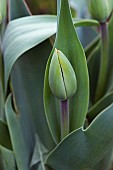 Tulip, Tulipa x gesneriana, also known as Didiers Tulip and Garden Tulip, Close up of green coloured flower bud growing outdoor.