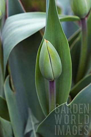 Tulip_Tulipa_x_gesneriana_also_known_as_Didiers_Tulip_and_Garden_Tulip_Close_up_of_green_coloured_fl