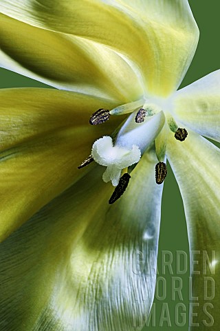 Tulip_Tulipa_x_gesneriana_also_known_as_Didiers_Tulip_and_Garden_Tulip_Close_up_of_yellow_coloured_f