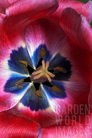 Tulip_Tulipa_x_gesneriana_also_known_as_Didiers_Tulip_and_Garden_Tulip_Close_up_of_red_coloured_flow