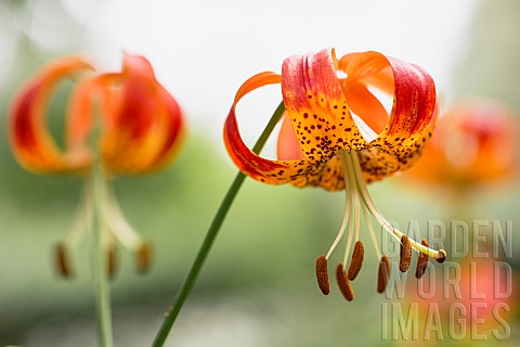 Lily_Tiger_Lily_Lilium_Lancifolium_Closeup_of_flower_growing_outdoor_showing_petals_and_stamen