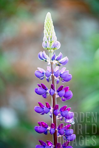 Lupin_Lupinus_Red_Lupins_in_full_bloom_after_a_shower_of_rain