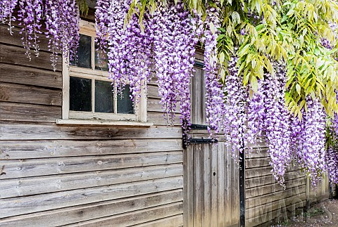 Wisteria_Wisteria_Sinensis_Fabaceae_Leguminosae_Hanging_wisteria_outside_wooden_sheds