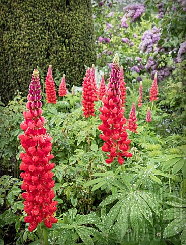 Lupin_Lupinus_Red_flowers_in_full_bloom_after_a_shower_of_rain
