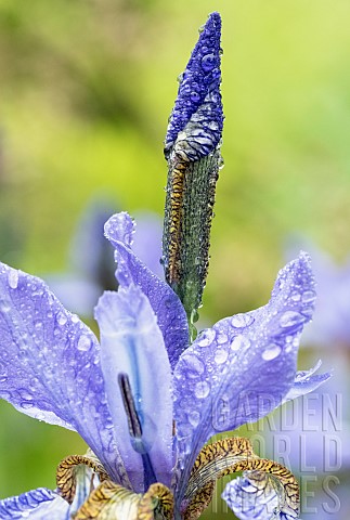 Iris_Mauve_coloured_flower_unfurling_blue_iris_after_a_shower_of_rain