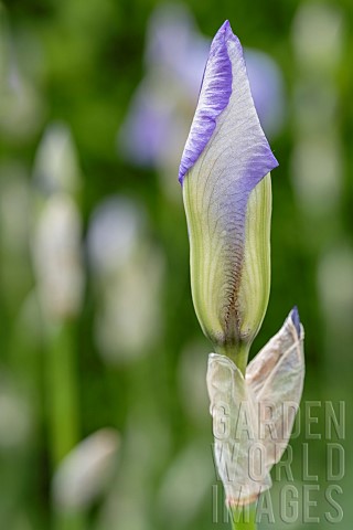 Iris_Unfurling_blue_iris_growing_outdoor
