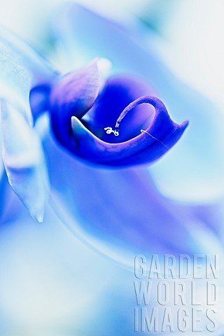Orchid__Orchidaceae_Close_up_of_blue_dyed_flowers