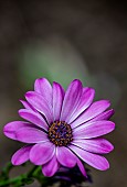 Dasiy, Purple River Daisy, Osteospermum Barneiae, Close-up of mauve coloured flower growing out door showing stamen and petals.