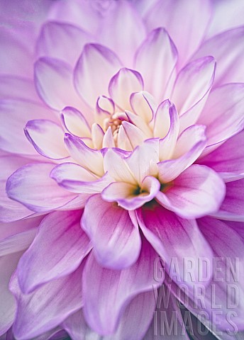 Dahlia_Closeup_of_Lilac__Cream_coloured_flower_growing_outdoor