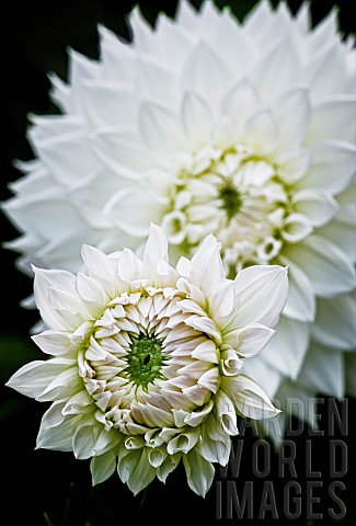 Dahlia_Closeup_of_White_flower_growing_outdoor